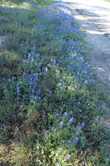 Lupinus texensis