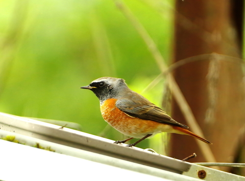 Phoenicurus phoenicurus