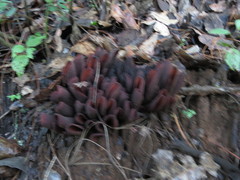 Wynnea americana