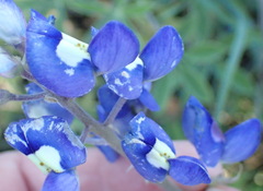 Lupinus texensis