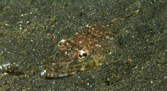 Rogadius patriciae