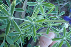 Lupinus texensis