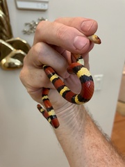 Lampropeltis elapsoides