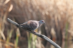 Columba guinea phaeonota