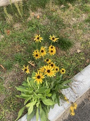 Rudbeckia triloba
