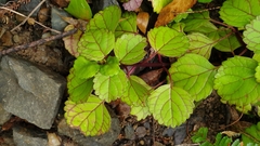 Plectranthus verticillatus
