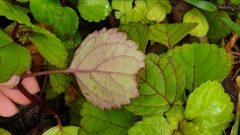 Plectranthus verticillatus