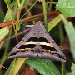 Grammodes geometrica