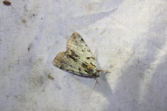 Catocala praeclara