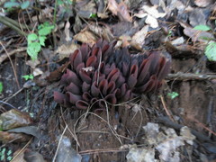 Wynnea americana