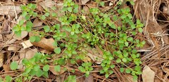 Stellaria media