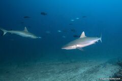 Carcharhinus amblyrhynchos