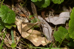 Tipula
