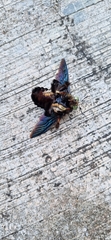 Xylocopa latipes