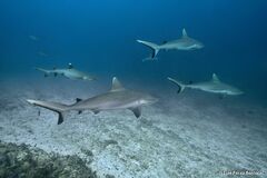 Carcharhinus amblyrhynchos