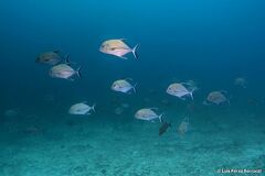 Caranx lugubris