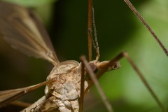 Tipula