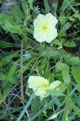 Oenothera triloba