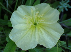 Oenothera triloba