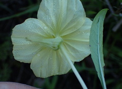 Oenothera triloba