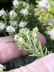 Phylica ericoides