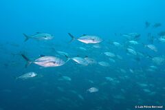 Caranx sexfasciatus