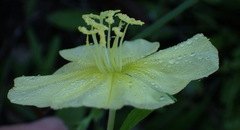 Oenothera triloba