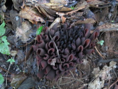 Wynnea americana