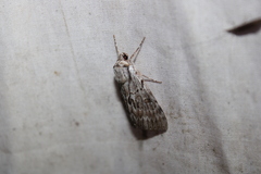 Catocala gracilis