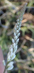 Polygala alba