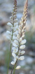 Polygala alba