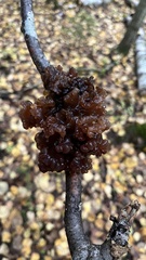 Phaeotremella frondosa