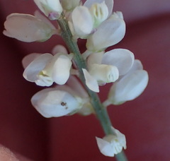 Polygala alba