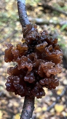 Phaeotremella frondosa