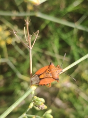 Carpocoris mediterraneus