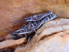 Monistria pustulifera