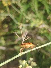 Carpocoris mediterraneus
