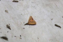 Virbia aurantiaca