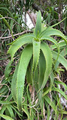 Aloe arborescens