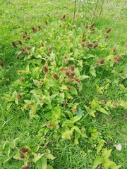 Lepechinia caulescens