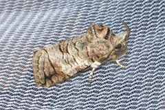 Macrocyttara expressa