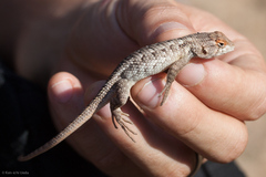 Sceloporus horridus