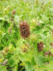 Lepechinia caulescens