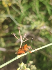 Carpocoris mediterraneus