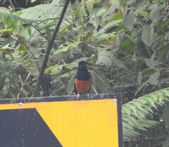 Copsychus malabaricus