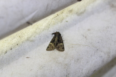 Phosphila turbulenta