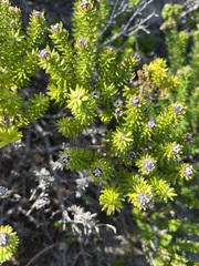 Phylica ericoides