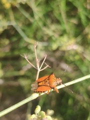 Carpocoris mediterraneus