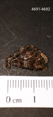 Xanthorhoe rupicola