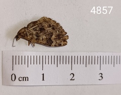 Xanthorhoe rupicola